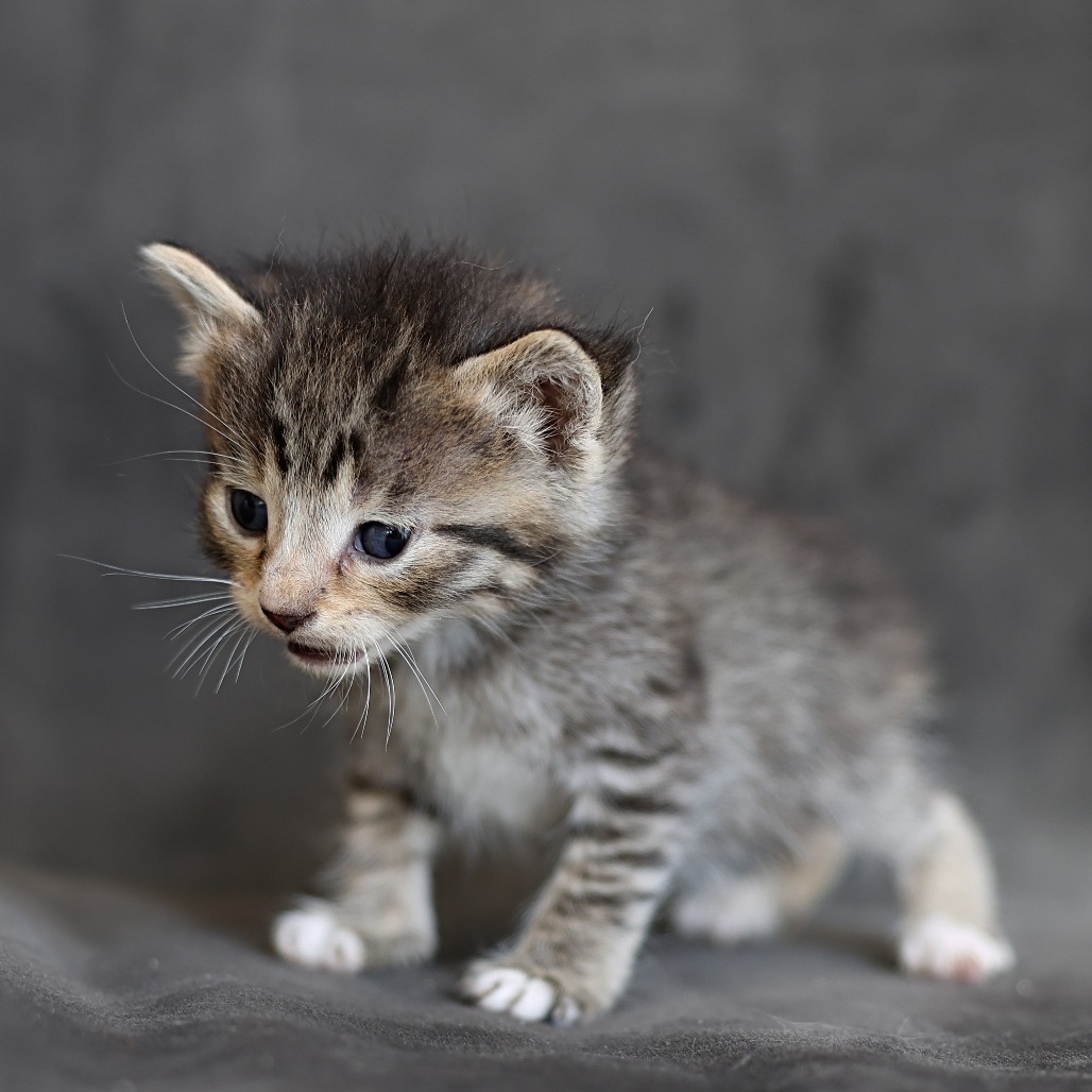Rundle, an adoptable Domestic Short Hair in Calgary, AB, T3C 1W4 | Photo Image 1