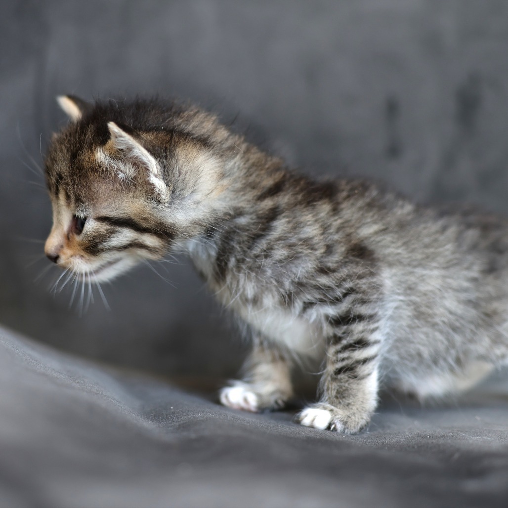 Rundle, an adoptable Domestic Short Hair in Calgary, AB, T3C 1W4 | Photo Image 2