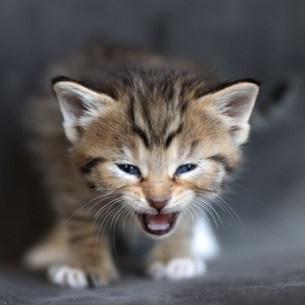 Ha Ling, an adoptable Domestic Short Hair in Calgary, AB, T3C 1W4 | Photo Image 1