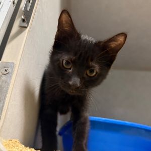 Midas, Baby Female Domestic Short Hair
