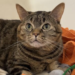 Maui, Senior Female Domestic Short Hair