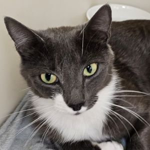 Stephanie, Young Female Domestic Short Hair