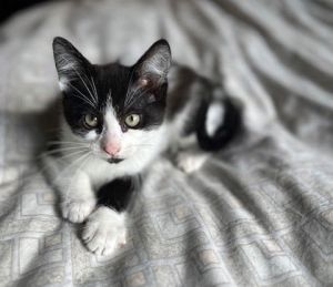 Bob, Baby Male Domestic Short Hair