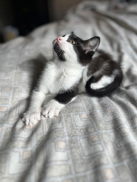 Bob