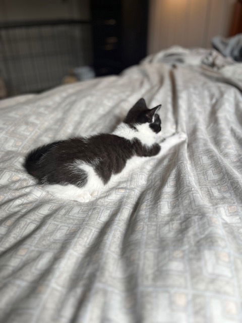 Bob