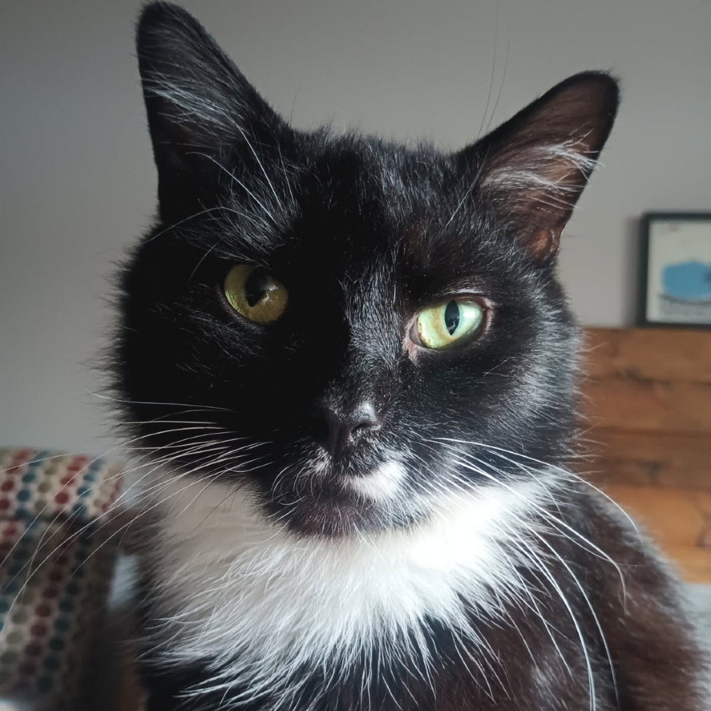 Oreo
