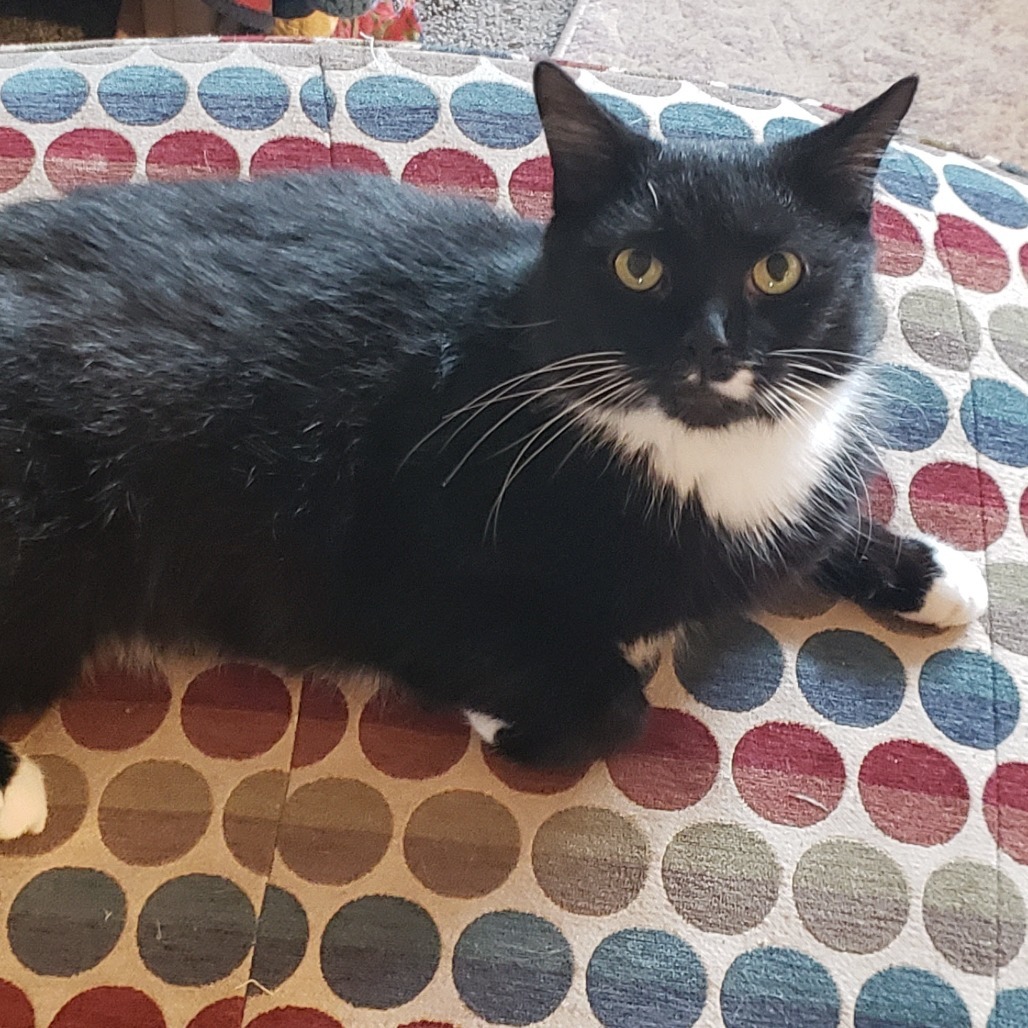 Oreo