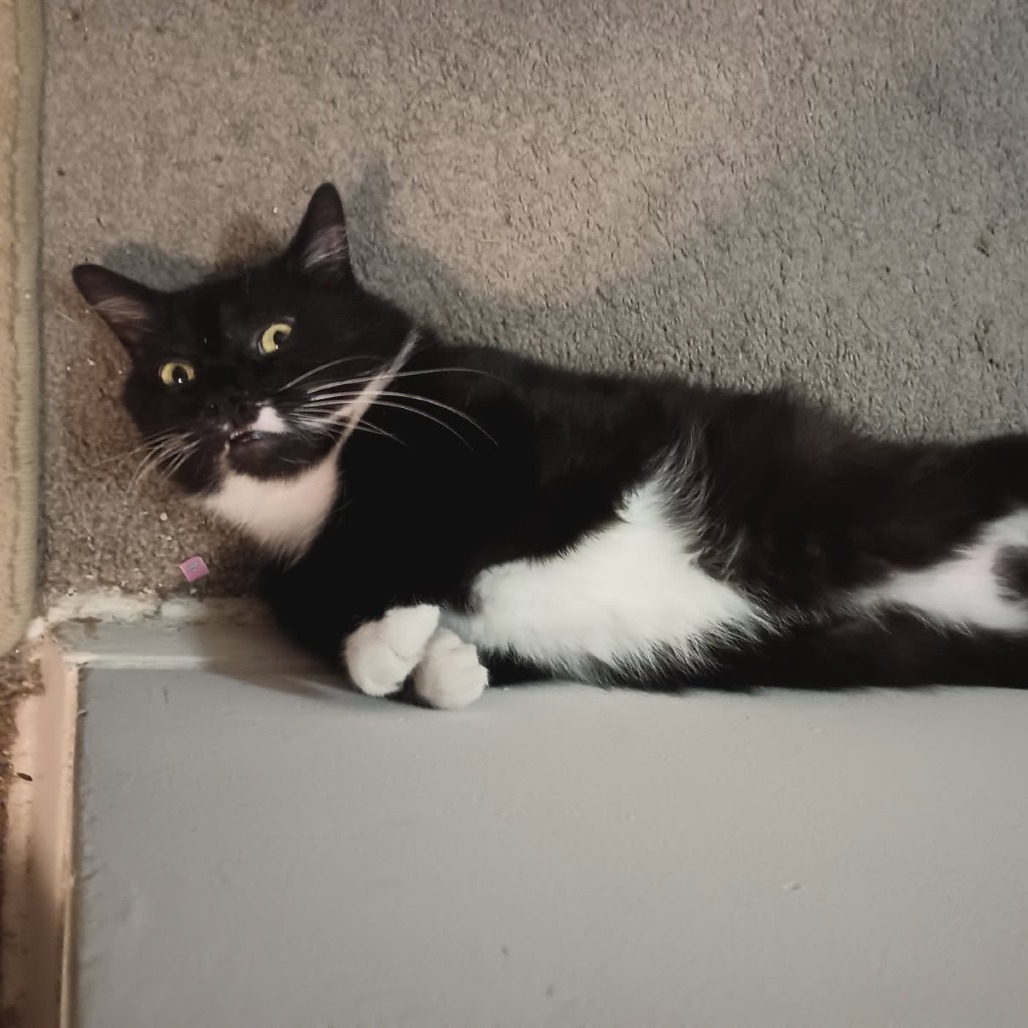 Oreo