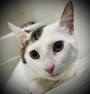 Cheerio, Adult Male Domestic Short Hair