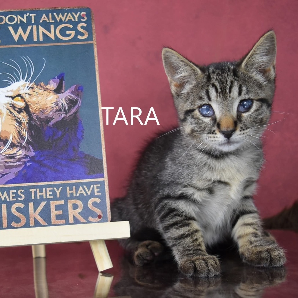 Tara