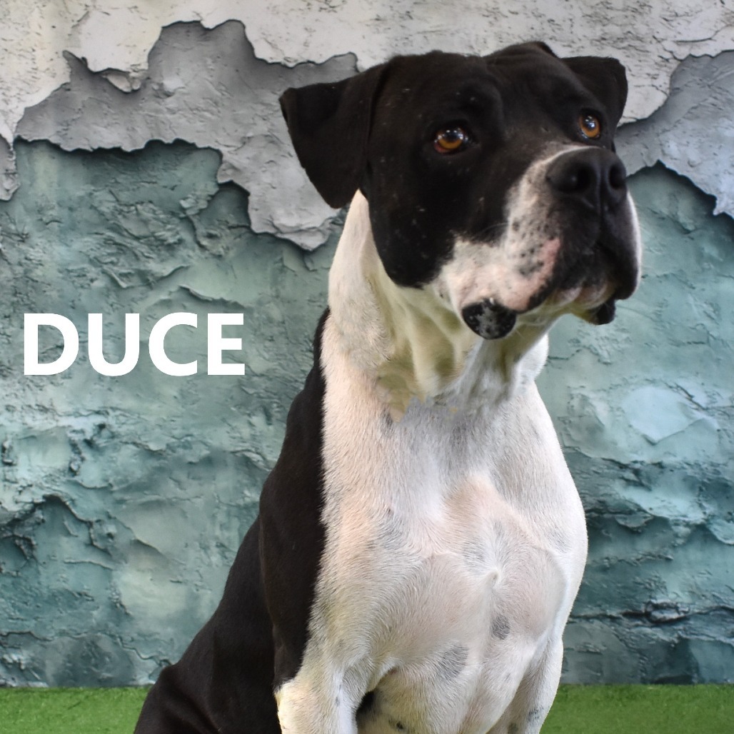 Duce