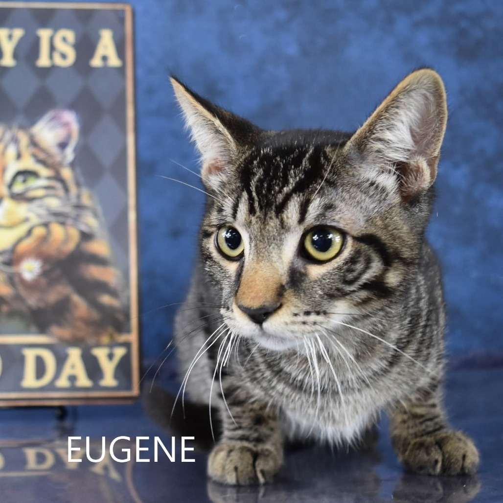 Eugene, an adoptable Domestic Short Hair in Yuma, AZ, 85365 | Photo Image 1