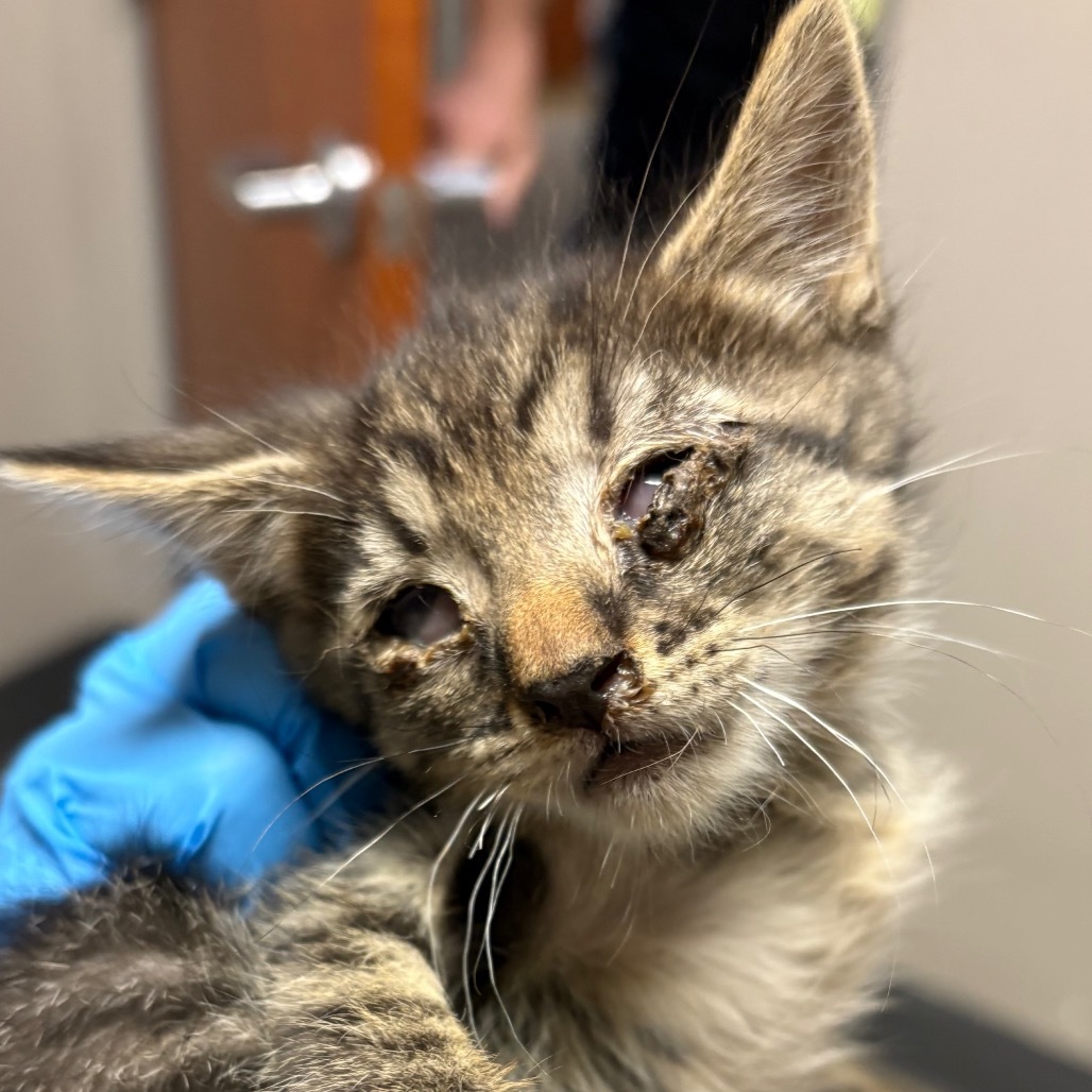 Eugene, an adoptable Domestic Short Hair in Yuma, AZ, 85365 | Photo Image 2