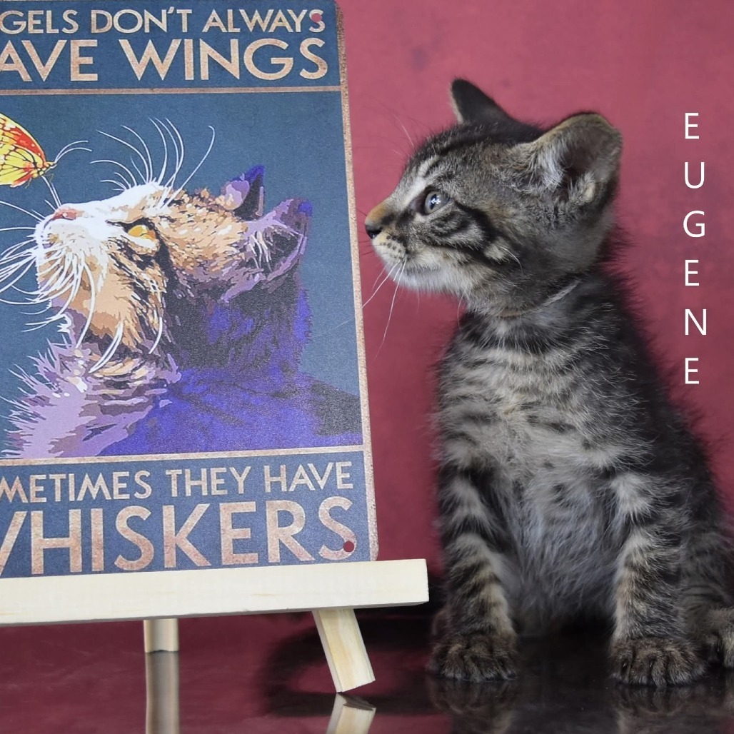 Eugene, an adoptable Domestic Short Hair in Yuma, AZ, 85365 | Photo Image 4