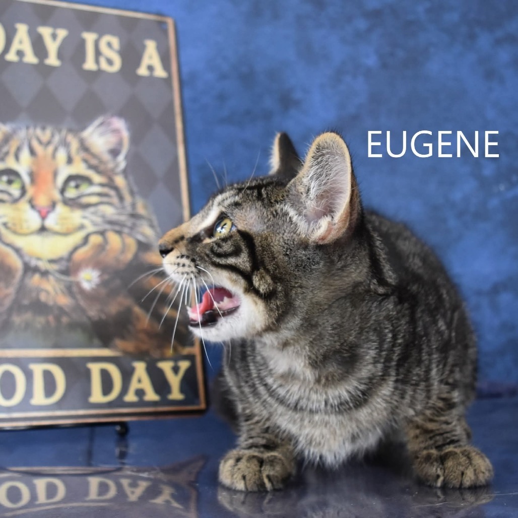 Eugene, an adoptable Domestic Short Hair in Yuma, AZ, 85365 | Photo Image 5
