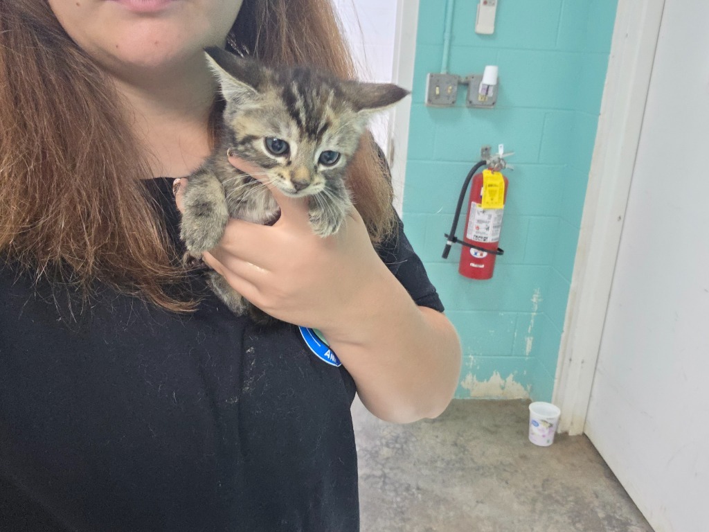 Pinhoti Trail - awaiting foster
