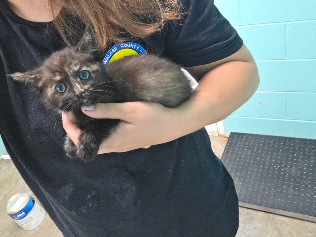 Keown Falls - Adoptable Awaiting S/N