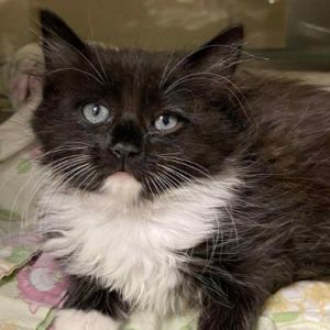 Sundae, Baby Female Domestic Long Hair