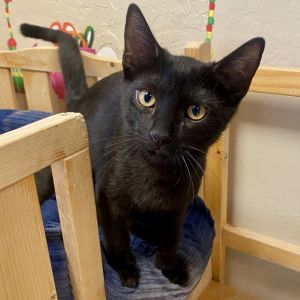 Steve, Baby Male Domestic Short Hair