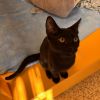 Steve photo 4