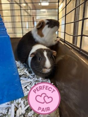 Lord Farquaad, Baby Male Guinea Pig