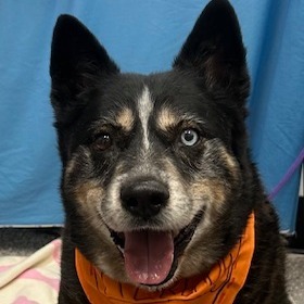 Rufus