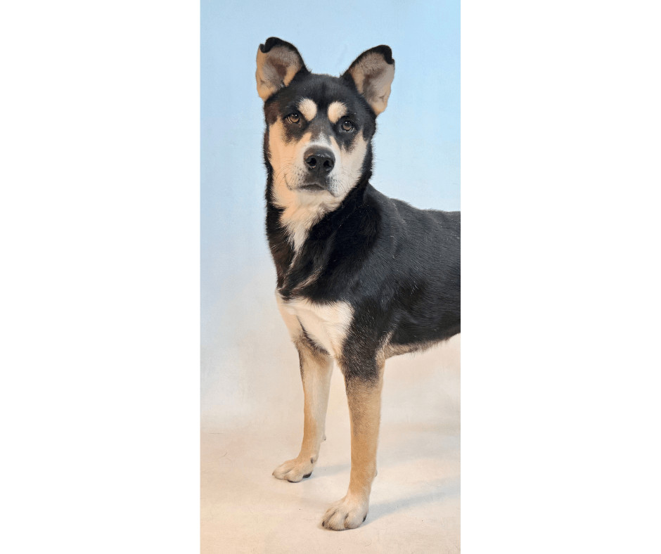 Annie, an adoptable Shepherd, Husky in Dillon, MT, 59725 | Photo Image 1