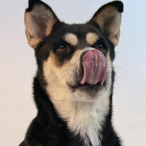 Annie, an adoptable Shepherd, Husky in Dillon, MT, 59725 | Photo Image 2