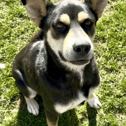 Annie, an adoptable Shepherd, Husky in Dillon, MT, 59725 | Photo Image 3