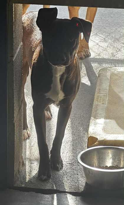 Phoebe