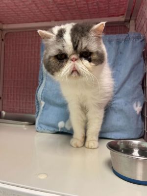 Meet Leroy Brown a gentle 17-year-old Persian with a heart as big as his fluffy coat Hes deeply bo