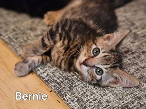Bernie Domestic Medium Hair Cat