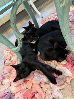 Meet Roy This 4-month-old tuxedo boy is full of charm mischief and nonstop purring With his dapp