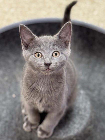 Grey -$ At Petsmart thumbnail 1