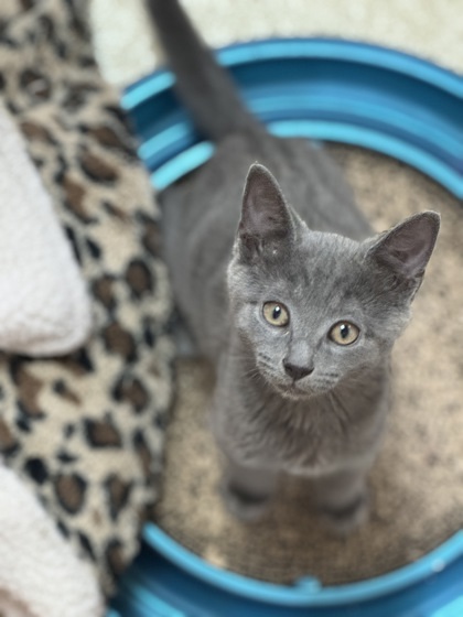 Grey -$ At Petsmart thumbnail 2