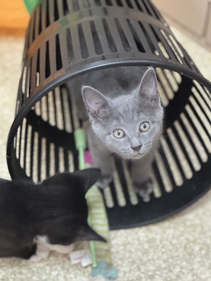 Grey -$ At Petsmart thumbnail 3