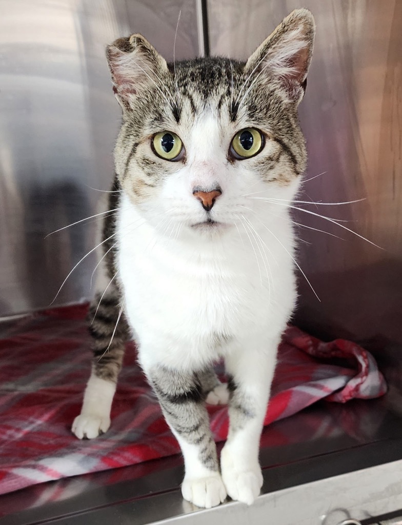 Nanjanagud, an adoptable Domestic Short Hair in Fort Lupton, CO, 80621 | Photo Image 1
