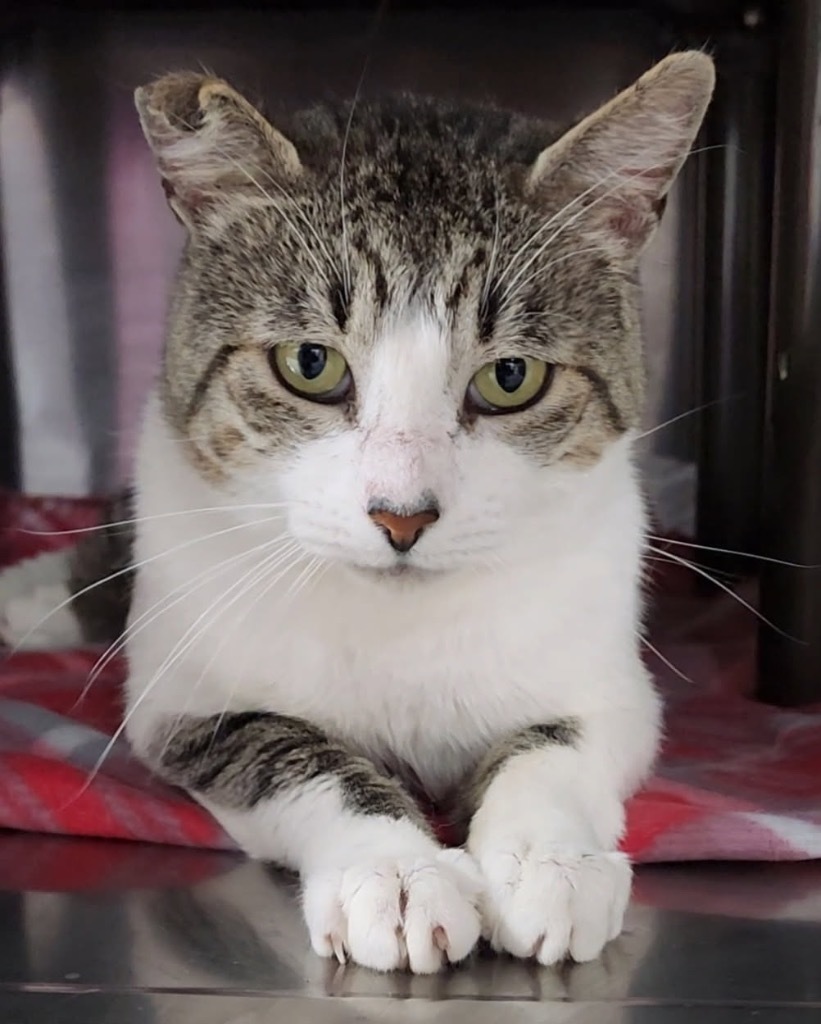 Nanjanagud, an adoptable Domestic Short Hair in Fort Lupton, CO, 80621 | Photo Image 2