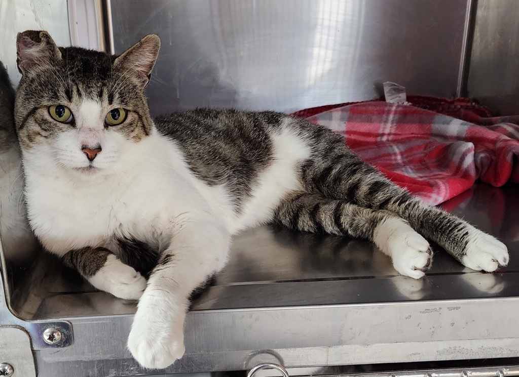 Nanjanagud, an adoptable Domestic Short Hair in Fort Lupton, CO, 80621 | Photo Image 3