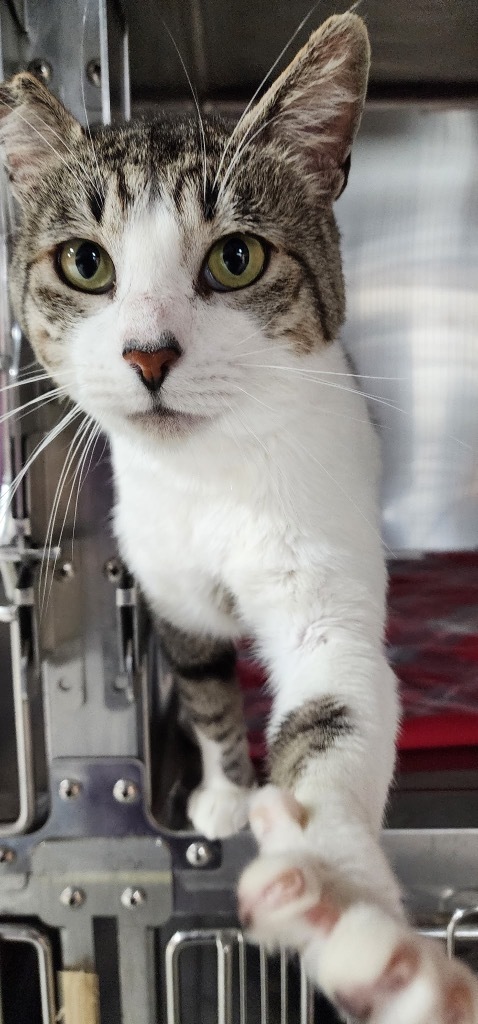 Nanjanagud, an adoptable Domestic Short Hair in Fort Lupton, CO, 80621 | Photo Image 4