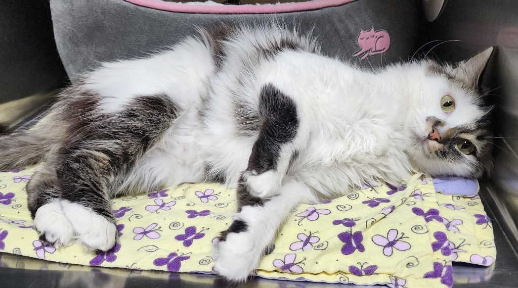 Mochi 2