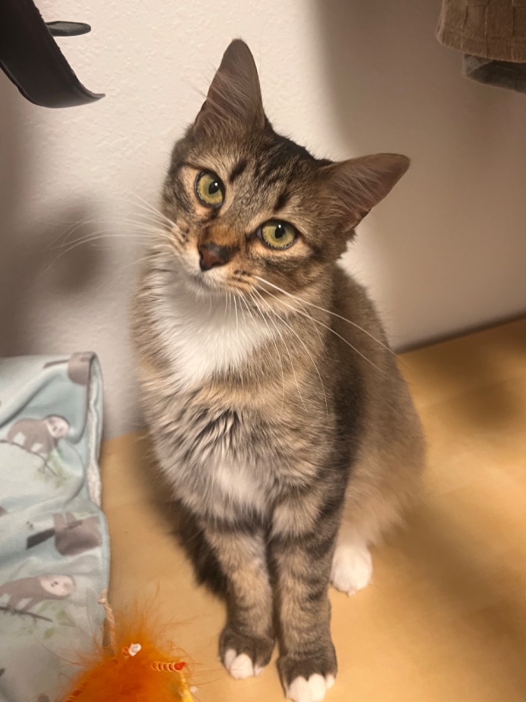 Violet Crumble, an adoptable Domestic Medium Hair in Fort Lupton, CO, 80621 | Photo Image 1