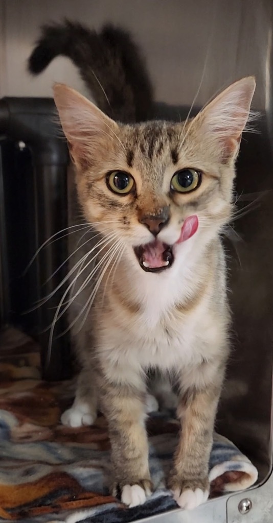 Violet Crumble, an adoptable Domestic Medium Hair in Fort Lupton, CO, 80621 | Photo Image 2