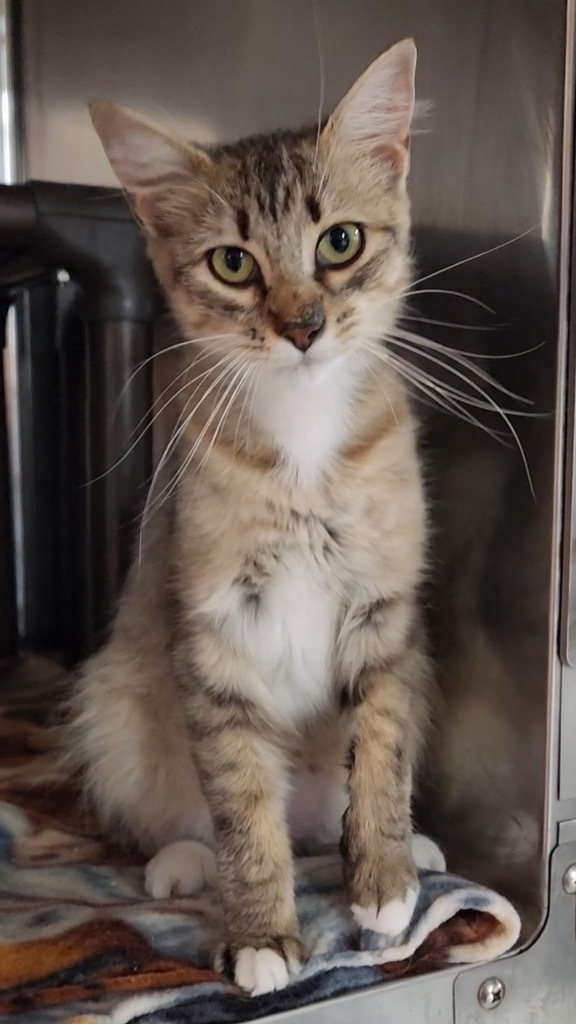 Violet Crumble, an adoptable Domestic Medium Hair in Fort Lupton, CO, 80621 | Photo Image 3
