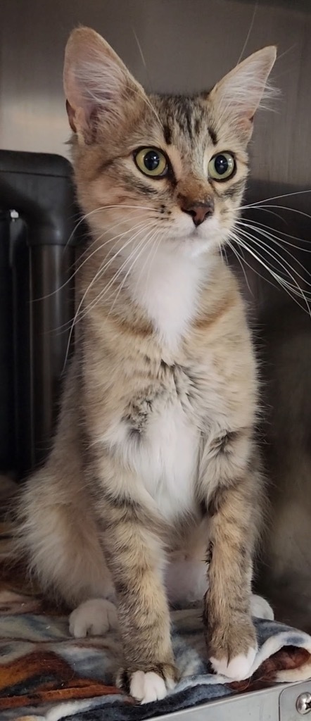 Violet Crumble, an adoptable Domestic Medium Hair in Fort Lupton, CO, 80621 | Photo Image 5