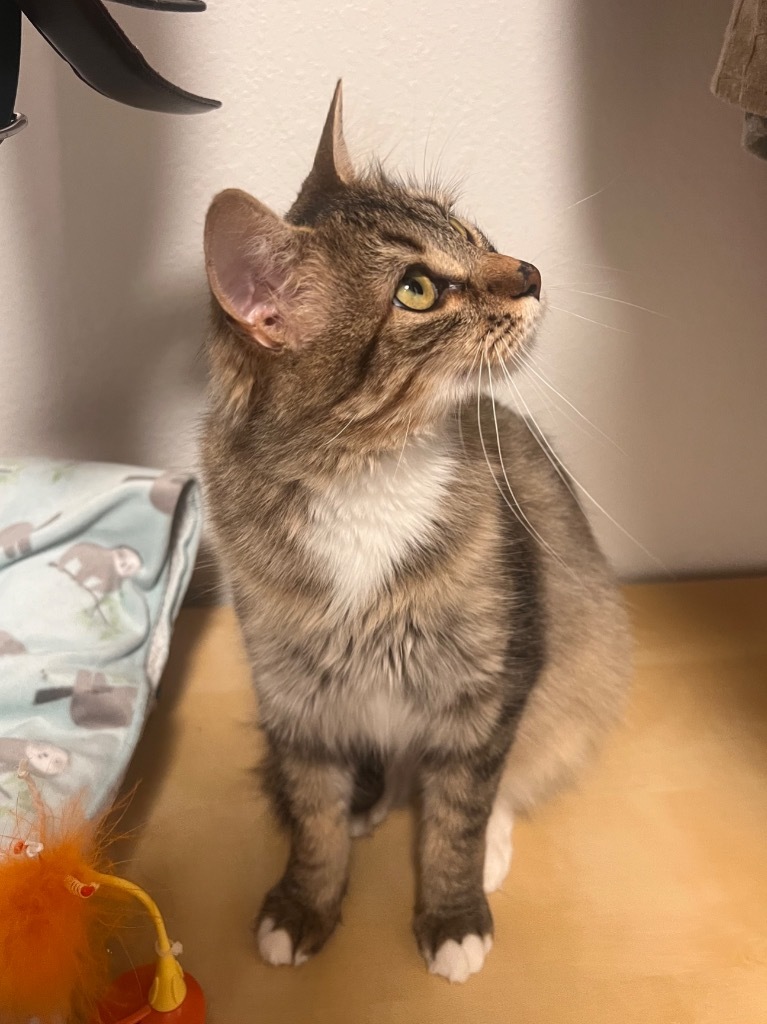 Violet Crumble, an adoptable Domestic Medium Hair in Fort Lupton, CO, 80621 | Photo Image 6
