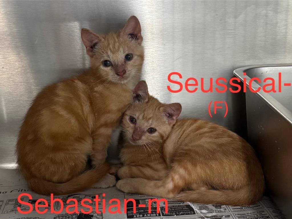 Seussical 25