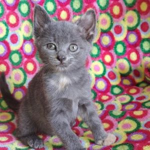 Emerald, Baby Female Domestic Short Hair