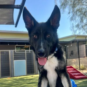 Brayson, Adult Male unknown