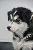Koda thumbnail 1